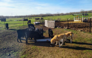 Moncayo ecológico Moncayo ecológico