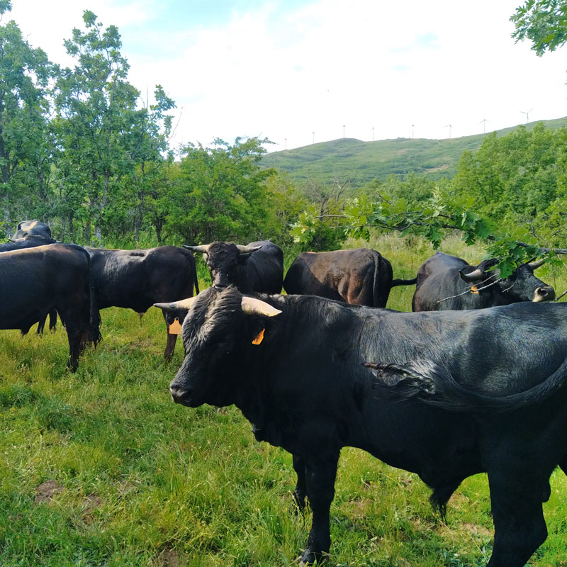 ganadería ganadería